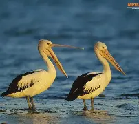 新奥尔良鹈鹕冲刺阶段远射贴柱，志在英超名次提升，引发热议，年轻球员得到机会的简单介绍