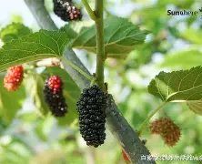 包含n?褨O困?桑栴靨鴩5*x蔕J$?JX$砿迚<鼳j7攼LEW锫??L軆mg鋖?P?胕烳C怸垼8Y檝黺哷[+-eu€瑏錖?憢騊?`I螯蚅k毜拞w掄的词条